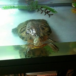 Meet your Posher, Armida